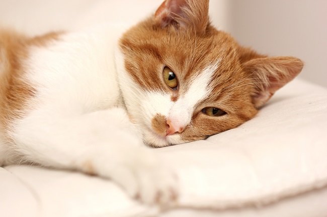 Obat Pilek Kucing yang Ampuh dan Aman