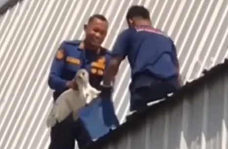 Viral, Petugas Damkar  Selamatkan Burung Hantu Putih di Puncak Gedung Sekolah di Pekanbaru