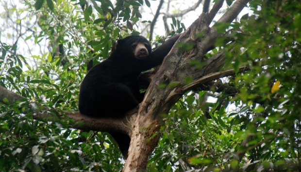 Ini Cerita Petugas BPBD di Riau 'Ditegur' Beruang Saat Cari Air untuk Padamkan Karhutla