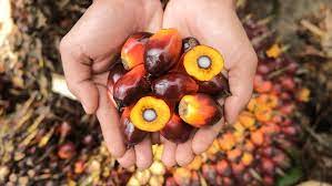 Harga Kelapa Sawit Mitra Plasma Riau Naik Minggu Ini