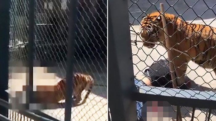 NGERI...Pawang Kebun Binatang Tewas Mengenaskan Usai Dimakan Hidup-hidup oleh Harimau