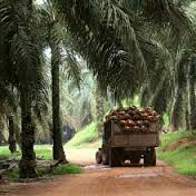 TERUNGKAP....4 Peneliti IPB Beberkan Sejarah Lahan Kebun Sawit di Riau