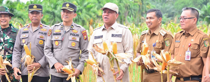 Panen Raya Jagung Pipil di Pasarbaru Pangean