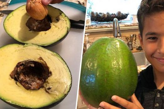 Wow! Ini Buah Alpukat Terberat di Dunia, Bobotnya 2,5 Kg 