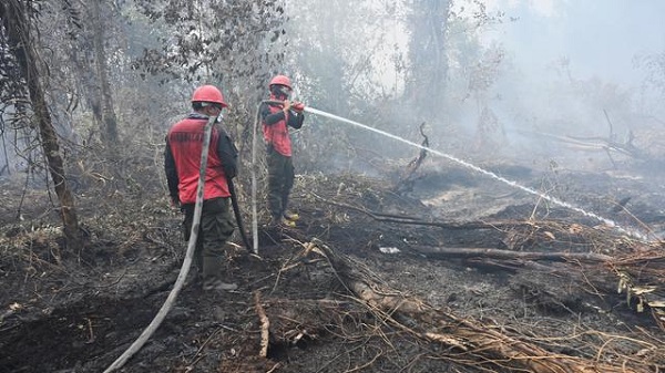 Tiga Orang Diduga Pelaku Pembakaran  Hutan Lindung Bukit Suligi Diamankan