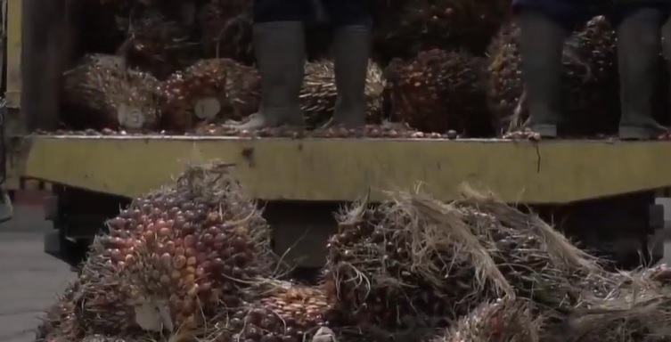 KABAR GEMBIRA! Naik, Harga Sawit Kini Kembali Mendekati Rp2.000