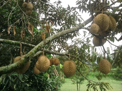 WOW... Pekanbaru  Bakal Dijadikan  Sentra Produksi Durian, Firdaus: Kami Ambil Tantangan Gubernur...