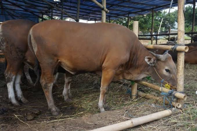 Mayoritas Hewan Kurban di Pekanbaru dalam Kondisi Sehat, Pengawasan Diintensifkan
