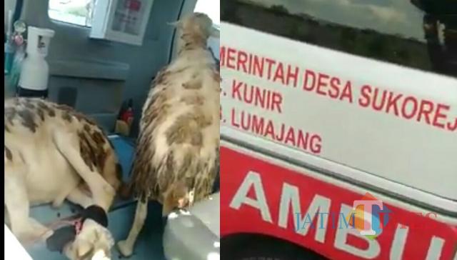 Heboh! Ambulance Ini  Mendadak Viral Gara-gara Bawa Kambing, Wakil Bupati: Memalukan...
