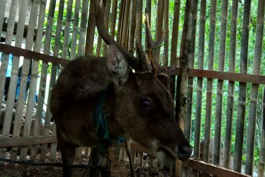 Sempat Ingin Dibunuh, Warga Selamatkan Rusa 