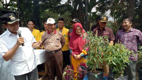 Panen Pedet, Wako Firdaus Launching Agrotek Farm System di Kelurahan Agrowisata