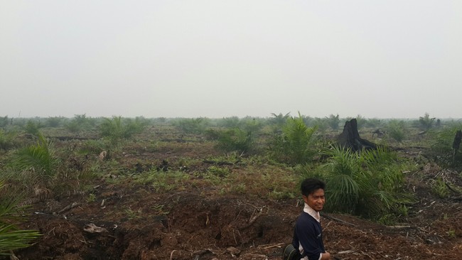 Kini Hutan SM Kerumutan Riau Ditanam Sawit