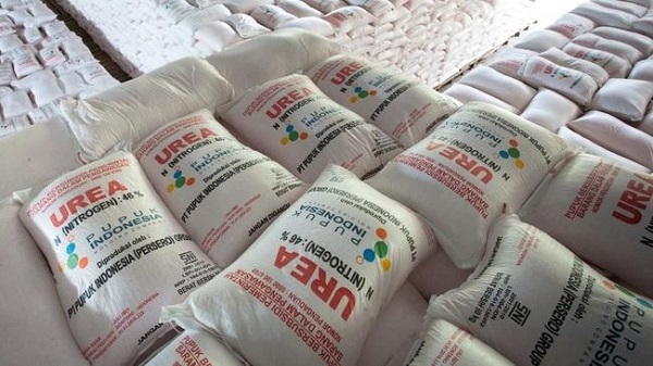 Jeritan Petani Sawit: Harga 50 Kg Pupuk NPK Tembus Rp800 Ribu