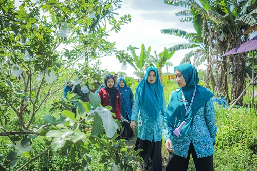 Ketua TP PKK Provinsi Riau Panen Jambu Crystal di Eco Park Teluk Makmur, Dorong Pengembangan Hasil Pertanian Lokal