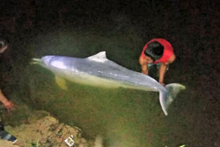 MALANG...Sempat Bikin Heboh, Seekor Lumba-lumba Putih di Sungai Kualuh Ditemukan mati