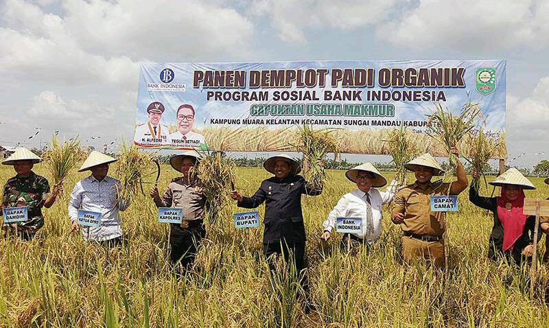 Dipuji Bupati Siak, BI Riau  Panen Perdana Demplot Padi Organik di Sungai Mandau Siak