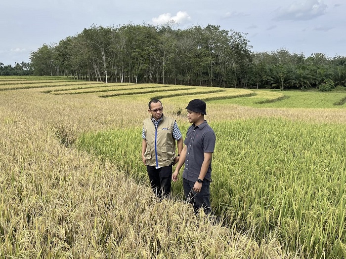 Lampaui Target,  BULOG Kampar Sudah Serap 112 Ton Beras dan Gabah Petani  Lokal