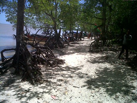 Punya Kepiting, Udang, Kawasan Hutan Mangrove Pulau Cawan Bikin Bupati Wardan Takjub